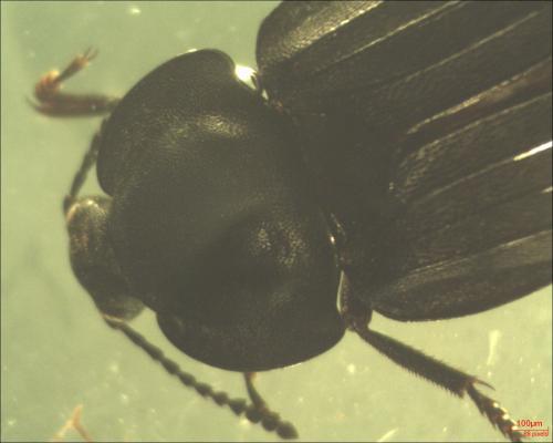 Silpha tristis