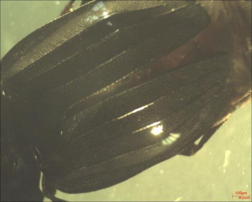 Silpha tristis