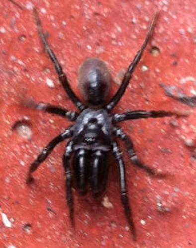 Atypus sp.