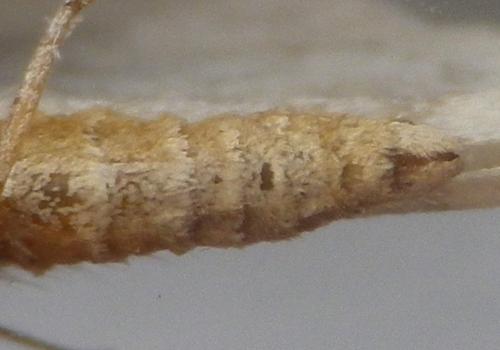 Réf. 130 362 : Epirrita dilutata