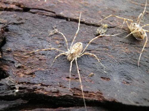 Réf. 130 902 : Rilaena triangularis
