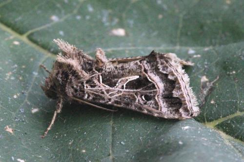 Réf. 130 616 : Thysanoplusia daubei