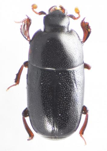 Réf. 130 213 : Paromalus parallelepipedus