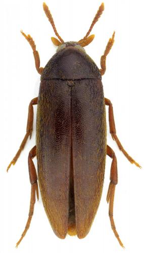 Orchesia luteipalpis