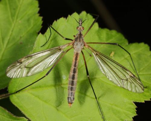 Tipula vernalis