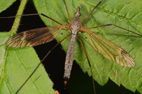 Tipula luna