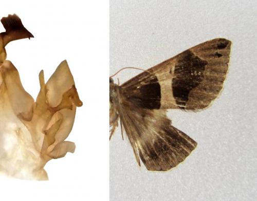 Réf. 130 050 : Dysgonia torrida