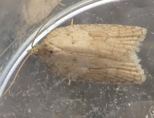 Acleris sparsana