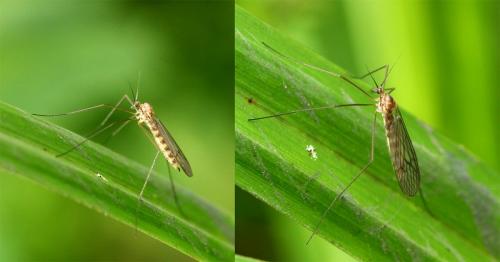 Trichocera annulata