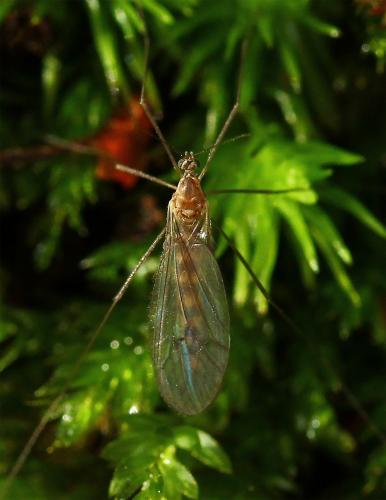 Trichocera annulata