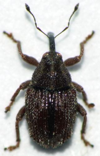 Réf. 130 123 : Trichosirocalus thalhammeri