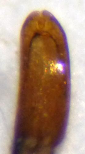 Réf. 130 124 : Trichosirocalus thalhammeri