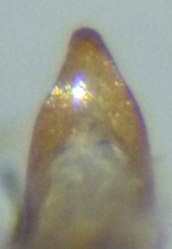 Réf. 130 376 : Trichosirocalus troglodytes