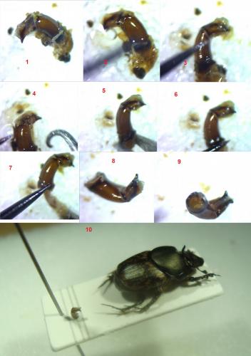 Onthophagus sp.