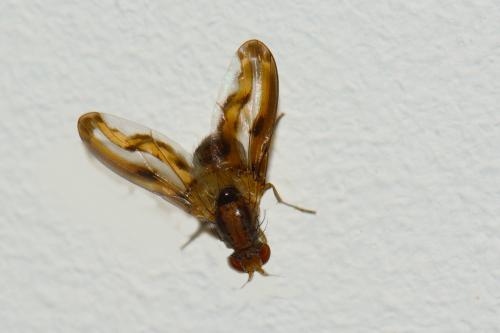 Toxoneura muliebris