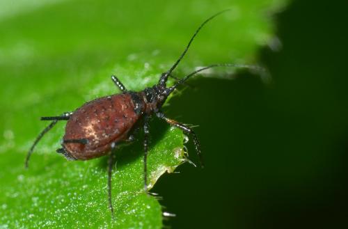 Réf. 130 419 : Uroleucon sp.
