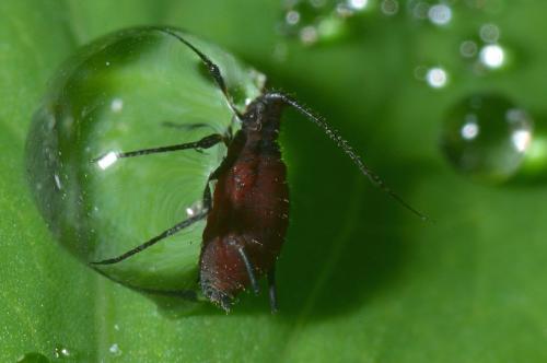 Uroleucon sp.