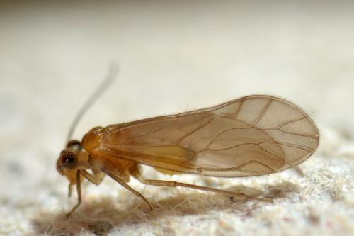 Valenzuela burmeisteri