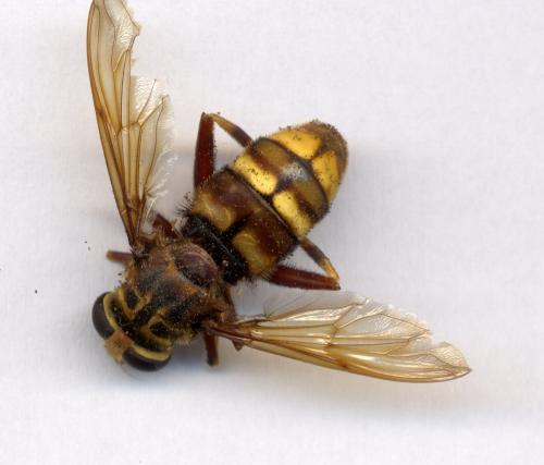 Milesia crabroniformis