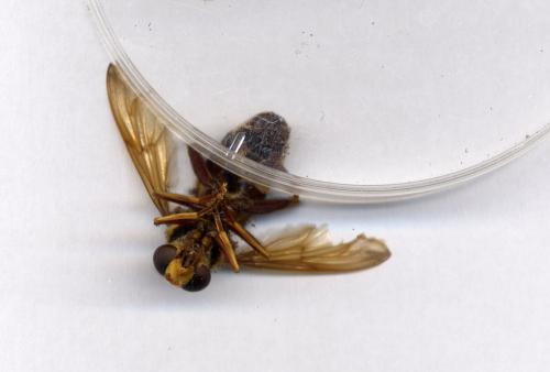 Milesia crabroniformis