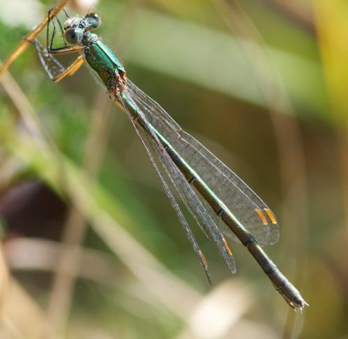 Lestes virens