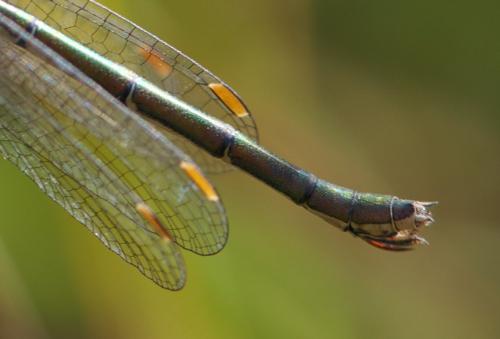 Lestes virens