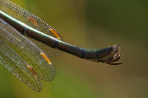 Lestes virens