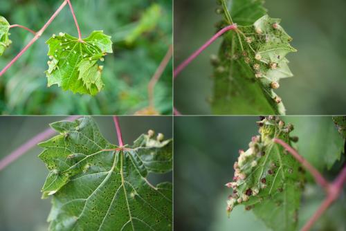 Daktulosphaira vitifoliae