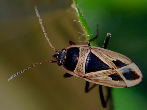 Réf. 130 742 : Xanthochilus saturnius