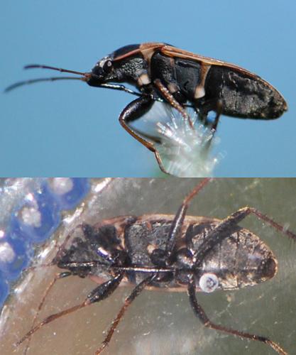 Réf. 130 898 : Xanthochilus saturnius