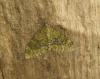 130031 – Photo : clovis – France (59)