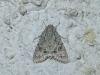 130398 – Photo : jeromebubu – France (81)