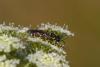 130384 – Photo : Nicolas Baudet – France (39)