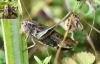130546 – Photo : Pierre Duhem – France (73)