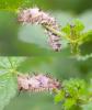 130632 – Photo : Pierre Duhem – France (73)