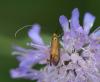 130960 – Photo : clovis – France (39)