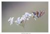 130429 – Photo : Denis Girard – France (74)