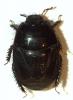 Aethus pilosus