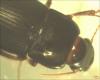130762 – Photo : Anonyme – France (55)