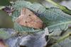 130949 – Photo : G Bastard – France (61)