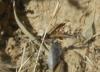 130939 – Photo : Gomjabar35 – France (35)