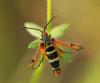 130111 – Photo : clovis – Bulgarie