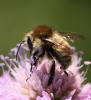 130358 – Photo : Jean-Sébastien Carteron – France (67)
