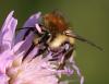 130359 – Photo : Jean-Sébastien Carteron – France (67)