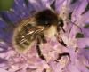 130350 – Photo : Jean-Sébastien Carteron – France (67)