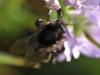 130600 – Photo : Jean-Sébastien Carteron – France (67)