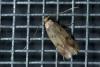 130467 – Photo : Christophe Quintin – France (21)