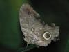 130341 – Photo : Christian Widmann – Brésil