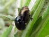 130673 – Photo : Sylvain Fadda – France (13)