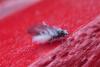 130011 – Photo : Guillaume Huot-Marchand – France (88)